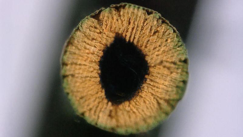 Cross-section of a copper-infused hydrogel. ALCHEMY EPFL CC BY SA