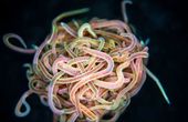 What a Tangled Robot We Weave