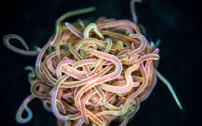 What a Tangled Robot We Weave