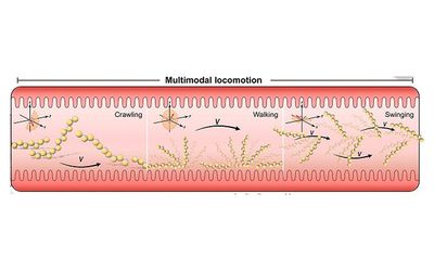 Microrobots for targeted drug delivery