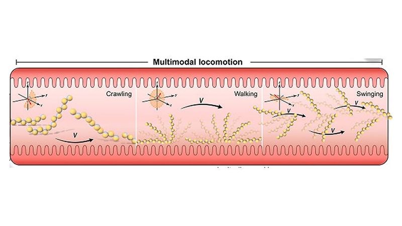 Microrobots for targeted drug delivery