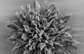 World's most complex synthetic microparticle outdoes nature's intricacy