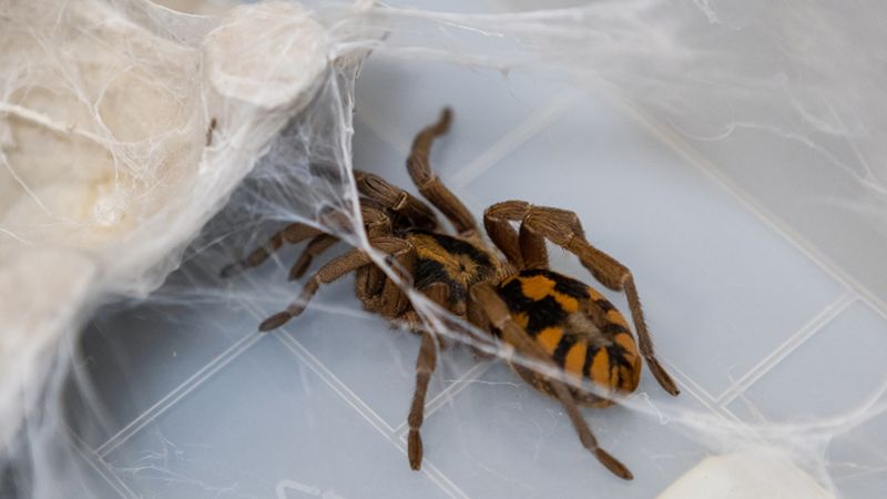 Hapalopus sp. Columbia Gross spider from an ITMO lab. Photo by Dmitry Grigoryev / ITMO NEWS