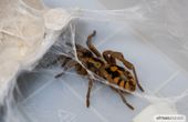 Real-Life Superpower: Researchers Use Magnetic Nanoparticles to Improve Spider Web Strength