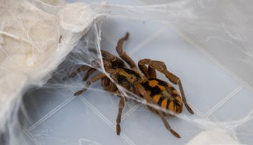 Real-Life Superpower: Researchers Use Magnetic Nanoparticles to Improve Spider Web Strength