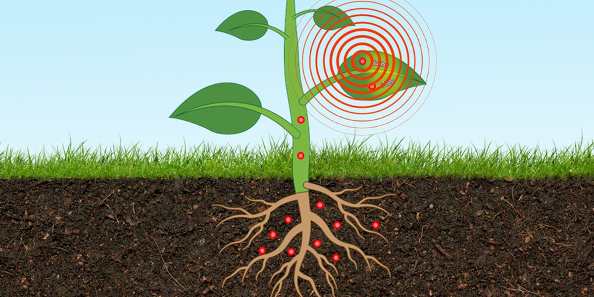 A novel type of plant nanobionic optical sensor can detect and monitor, in real-time, levels of arsenic in the underground environment. Credits:Image courtesy of Singapore-MIT Alliance for Research and Technology; Christine Daniloff, MIT