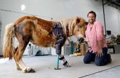 Developing 3D printed Prosthetics for Pets with nTop Platform