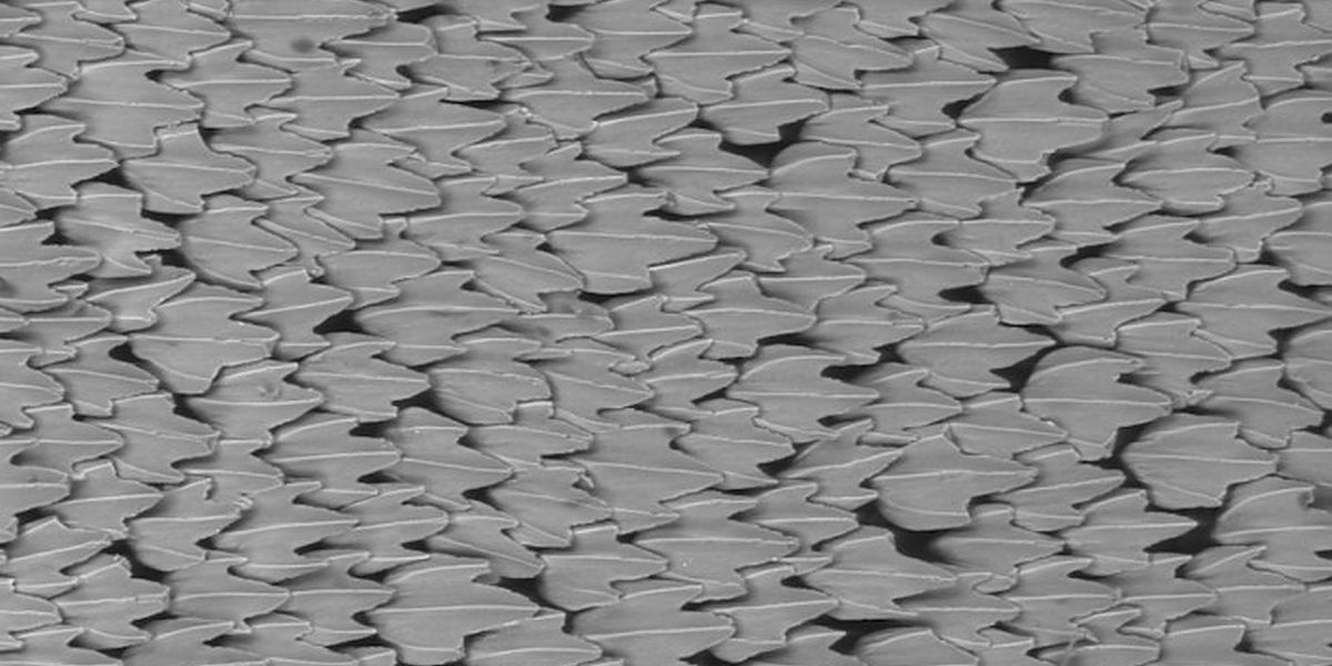 Environmental scanning electron microscope (ESEM) image of denticles from the shortfin mako shark (scale bar: 200 mm) (Image courtesy of Harvard University)