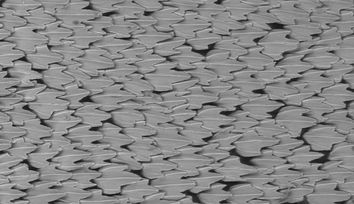 Using shark scales to design better drones, planes, and wind turbines