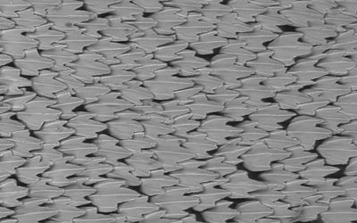 Using shark scales to design better drones, planes, and wind turbines