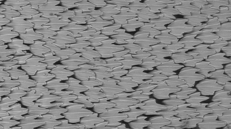 Environmental scanning electron microscope (ESEM) image of denticles from the shortfin mako shark (scale bar: 200 mm) (Image courtesy of Harvard University)