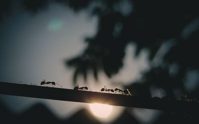 Podcast: Ant Inspired Swarm Robots
