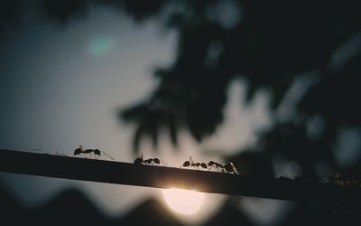 Podcast: Ant Inspired Swarm Robots