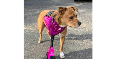 Utilizing 3D Printing To Create Pet Prosthetics