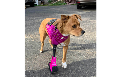 Utilizing 3D Printing To Create Pet Prosthetics