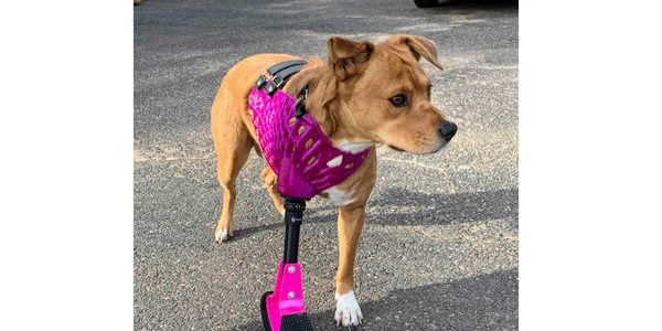 Utilizing 3D Printing To Create Pet Prosthetics