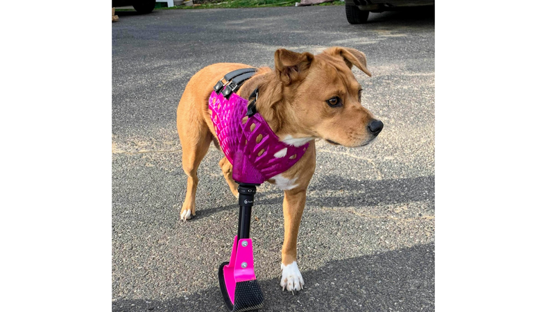 Utilizing 3D Printing To Create Pet Prosthetics