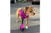 Utilizing 3D Printing To Create Pet Prosthetics