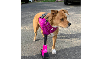 Utilizing 3D Printing To Create Pet Prosthetics