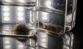Collective Worm and Robot "Blobs" Protect Individuals, Swarm Together
