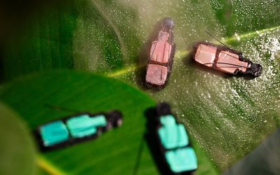 The 4D-printed beetle that changes color when it gets wetter