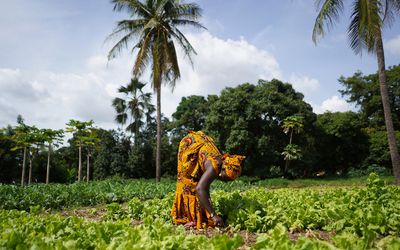 Innovative system turns human waste into sustainable fertilizer