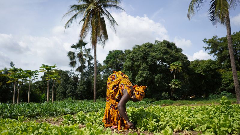 A woman tends to crops in Bamako, Mali. | iStock