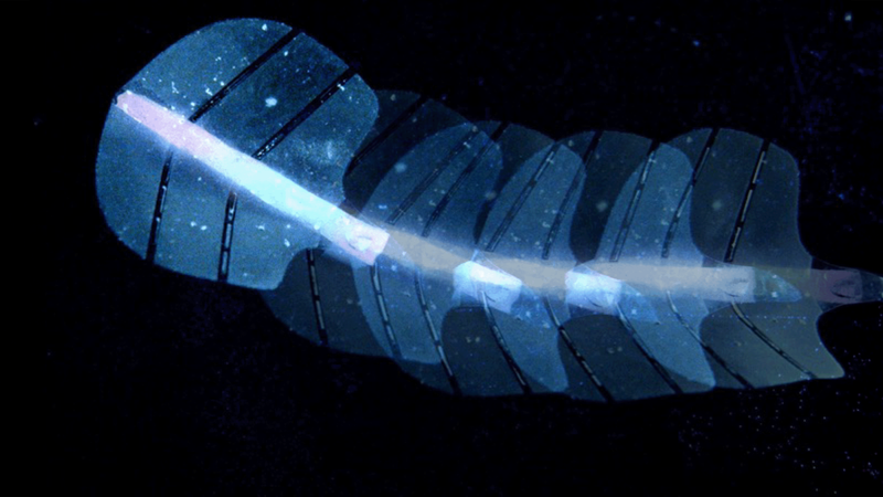 A stingraybot made from microbubble array artificial muscles, directed using ultrasound and capable, for example, of transporting medication to the right location.  (Image: Shi Z et al. Nature 2025)