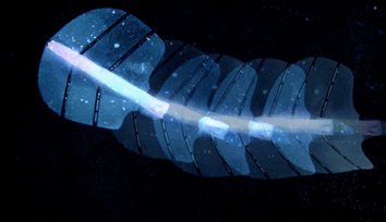 Novel artificial muscles move with sound