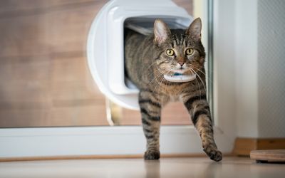 Ensuring the Safety of Fur Babies: The Role of GNSS in Advanced Pet Trackers