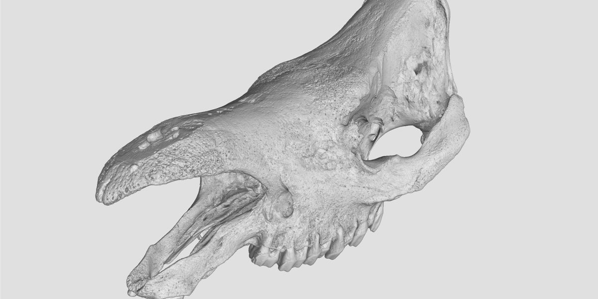 YXLON - 3D Printed Rhinoceros Skull