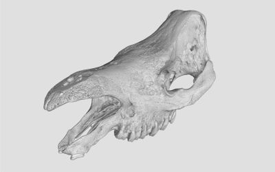YXLON - 3D Printed Rhinoceros Skull