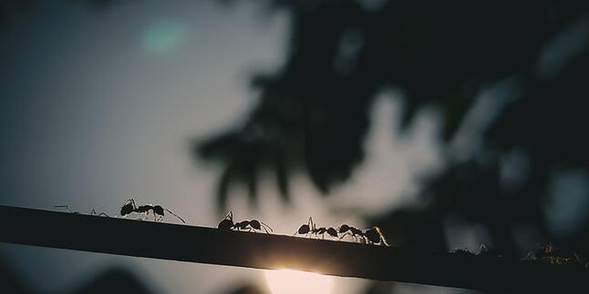 The physical intelligence of ant and robot collectives