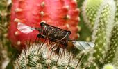 Resilient bug-sized robots keep flying even after wing damage