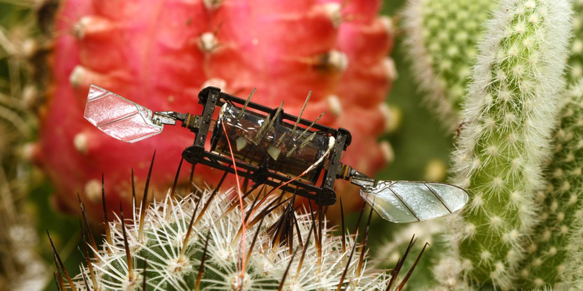 MIT researchers have developed resilient artificial muscles that can enable insect-scale aerial robots to effectively recover flight performance after suffering severe damage. Photo: Courtesy of the researchers