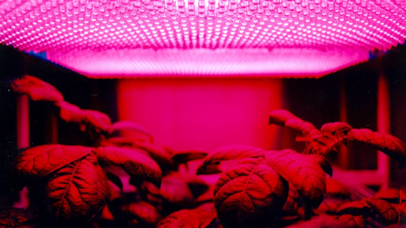  Research led by the University of Illinois Urbana-Champaign uses polymer-based stretchable electrodes to remotely monitor plant growth, bringing scientists a step closer to growing plants in space to feed astronauts during long missions.  Photo courtesy NASA Marshall Space Flight Center