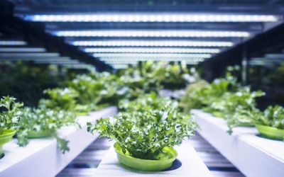 Building a 720 kW Centralized Power Solution for Horticulture Lighting: A Case Study by Sager and MEAN WELL