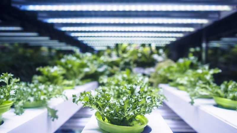 Building a 720 kW Centralized Power Solution for Horticulture Lighting: A Case Study by Sager and MEAN WELL