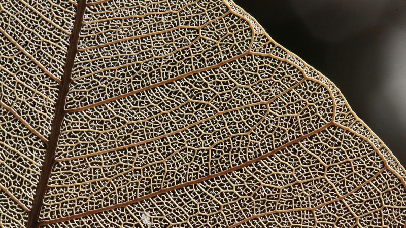 A macro photo of the veins of a leaf  Credit: MLARANDA from Pixabay