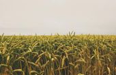 Why IoT Is The Future Of Agriculture