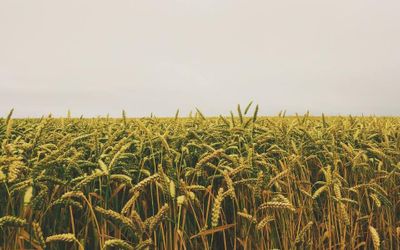 Why IoT Is The Future Of Agriculture