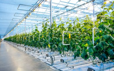 Applying Single Board Computers (SBCs) in Indoor Agriculture Applications