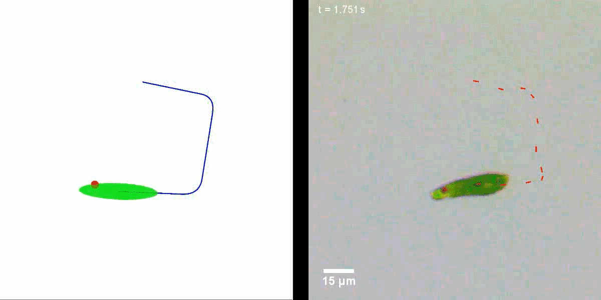 Euglena swim in polygons to avoid light which may help scientists understand biological systems in a mathematical way. | Video by Riedel-Kruse Lab