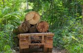 Saving the forests with wireless tech