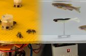 Robots enable bees and fish to talk to each other