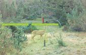 AI monitors wildlife behavior in the Swiss Alps