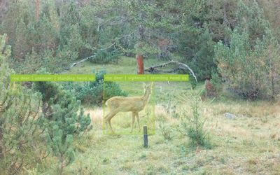 AI monitors wildlife behavior in the Swiss Alps