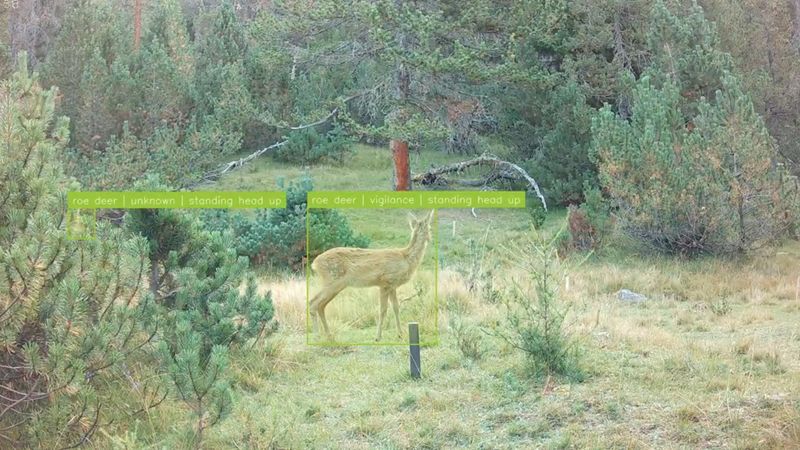 two roe deer foraging, with manual annotations for each individual animal. Credit: A. Mathis (EPFL)