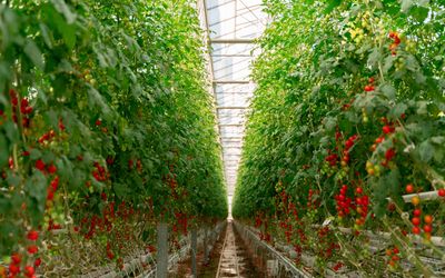 Four Growers' Robotics and Computer Vision make Automated Greenhouse Harvests Reality