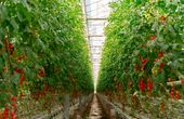 Four Growers' Robotics and Computer Vision make Automated Greenhouse Harvests Reality